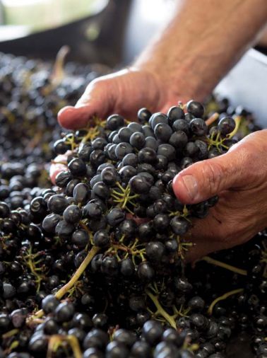 In 2015, 475 acres of Tempranillo grapes grew in the Northwest.