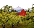 Near a little red barn nestled among the 100 acres of fruit trees in Hood River, Oregon, live Jon and Debra Laraway. The region’s temperate climate of warm days and cool nights, combined with its rich, volcanic ash soil fed by mountain streams and coastal air, is a perfect recipe for Bartlett, Green Anjou, Red Anjou and Bosc pears.