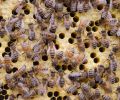 Worker bees are responsible for building honeycomb; collecting nectar, pollen, and propolis; caring for larvae; and mending the hive—a lot of responsibility for a creature that might only live four weeks.