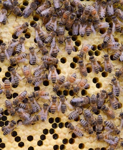 Worker bees are responsible for building honeycomb; collecting nectar, pollen, and propolis; caring for larvae; and mending the hive—a lot of responsibility for a creature that might only live four weeks.