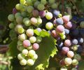 Owen Roe sources its grapes from both Yakima Valley, Washington and Willamette Valley, Oregon.