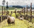 Sheep at home at King Estate, the largest Biodynamic certified vineyard in the US, at 1,000 acres, near Eugene, OR. Photo © Joe King