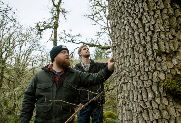 Distillers from Westland Distillery inspect a Quercus Garryana, or Oregon oak tree, in southern Oregon.