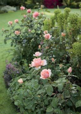 The garden’s gravel edges merge into stone paths leading to planting beds down the east-facing hillside, where long-blooming sun-lovers like <em>Rosa chinensis</em> ‘Mutabilis’ thrive.