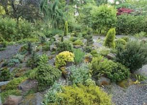 Susan Bates has taken the opportunity to enlarge the too small rock garden, adding choice miniature conifers from local sources. She has also found dwarf rhododendron species that appreciate the morning sun and afternoon shade.