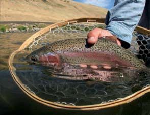One of the renowned Redsides of the Deschutes, hard fighting, beautiful and a native species of the region.