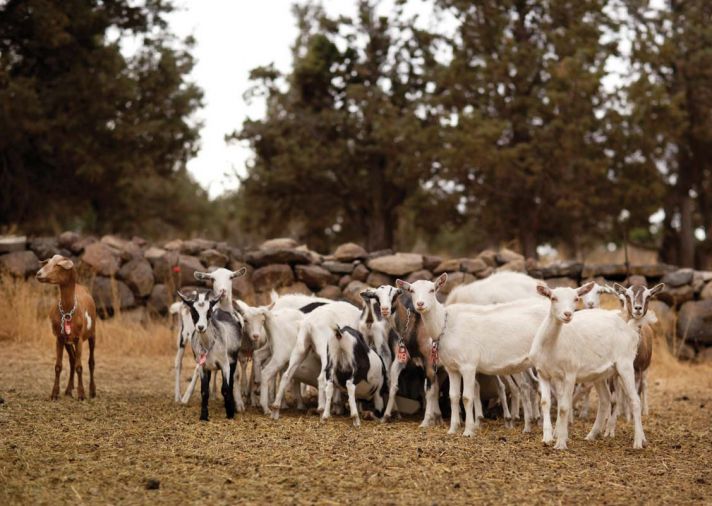 The picturesque property sits in the high desert–although it’s only 20 minutes from Bend, it feels a world away. Every spring, the farm welcomes close to 300 baby goats – curious and playful from the start.