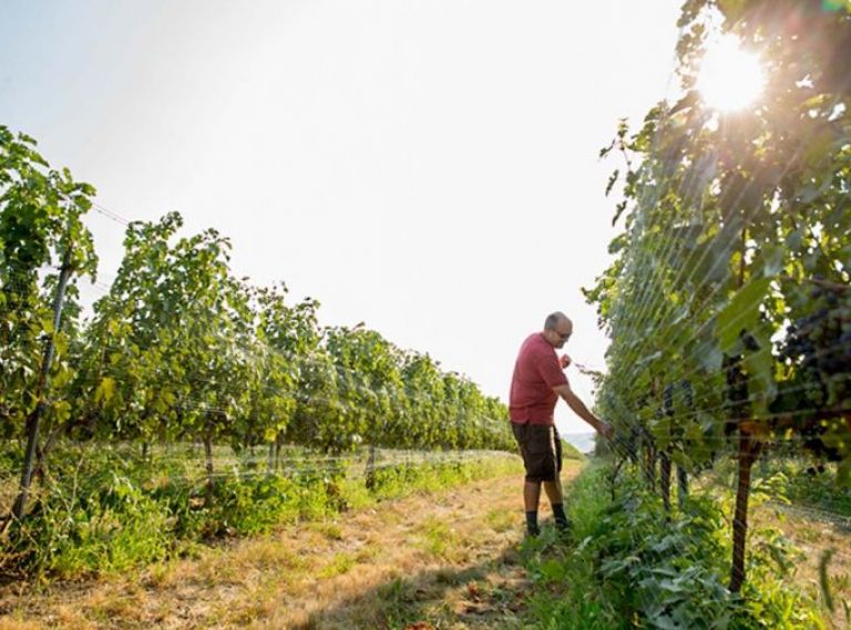 Located in southeastern Washington and straddling the border between Washington and Oregon, the Walla Walla Valley AVA (American Viticultural Area, or wine appellation) was established in 1984.