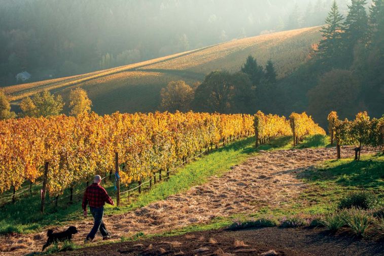 Vineyards in the Dundee Hills produce some of the finest cool-climate vinifera fruit in the country. In the autumn, as vines repose into dormancy, green leaves turn to gold and life generally slows. At Winderlea Vineyards there’s time to walk the vine rows.
