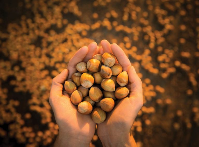 Out of every 100 hazelnuts harvested in the United States, 99 are grown in Oregon. The nuts’ unmistakable flavor and richness is finding its way into everything from craft beer to hazelnut-finished prosciutto.