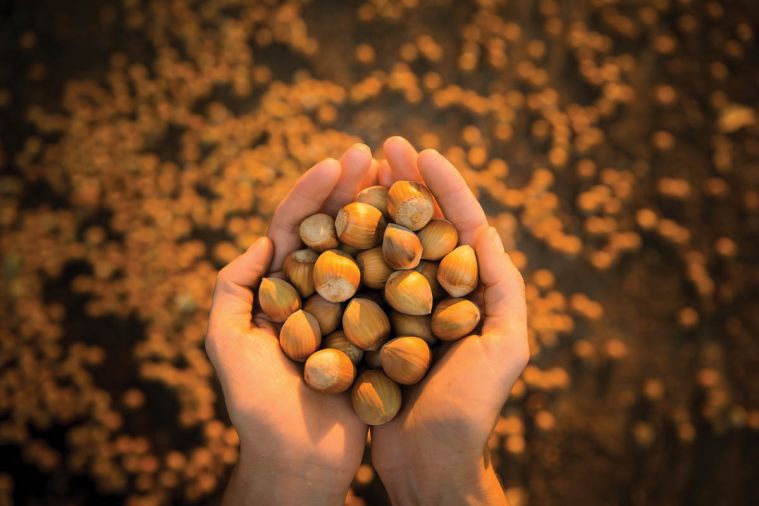 Out of every 100 hazelnuts harvested in the United States, 99 are grown in Oregon. The nuts’ unmistakable flavor and richness is finding its way into everything from craft beer to hazelnut-finished prosciutto.