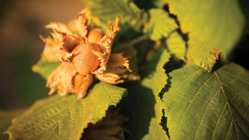 Hazelnuts grow encased in a fibrous husk called an involucre, which it sheds when ripe.