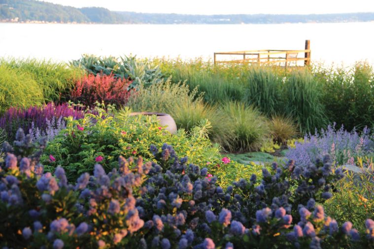 Tish’s garden is set against the stunning backdrop of Puget Sound. In the foreground, Ceanothus thyrsiflorus ‘Victoria’ blooms in front of a hardy Rosa rugosa and nearly pastel Nepeta x faassenii ‘Walker’s Low.’ Purple Salvia nemorosa ‘Caradonna’ contrasts strikingly against the foliage of Phlomis russeliana and the sunset-like glow of Berberis thunbergii ‘Rose Glow,’ while rounded tufts of Anemanthele lessoniana and Calamagrostis x acutiflora ‘Karl Foerster’ provide soft movement.