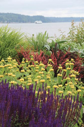Vibrant plants like salvia and barberry contrast strikingly against the soft grey of Puget Sound.