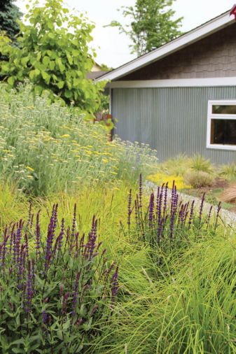 Tish loves to use soft grasses like Sesleria autumnalis in plantings to soften the edges of perennial plantings.