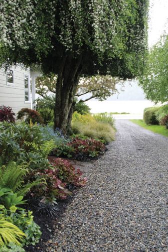 Behind, Carex oshimensis ‘Evergold’ softens the edge of the gravel driveway.