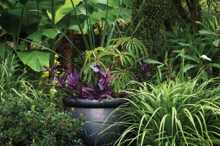 Pots are filled with annuals like Wandering Jew (<i>Tradescantia pallida</i> ‘Purple Heart’), Grass Aloe (<i>Aloe cooperi</i>), and Palm Leaf Begonia (<i>Begonia luxurians</i>).
