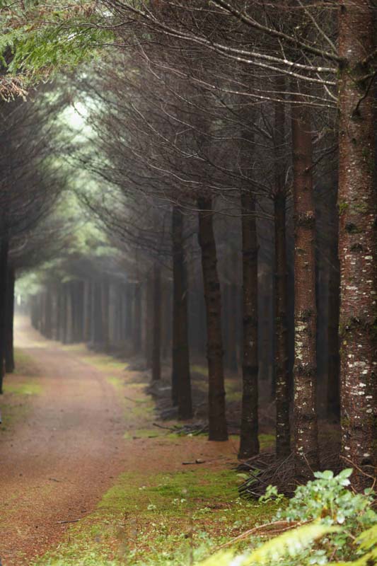Hunting the Great Oregon Truffle