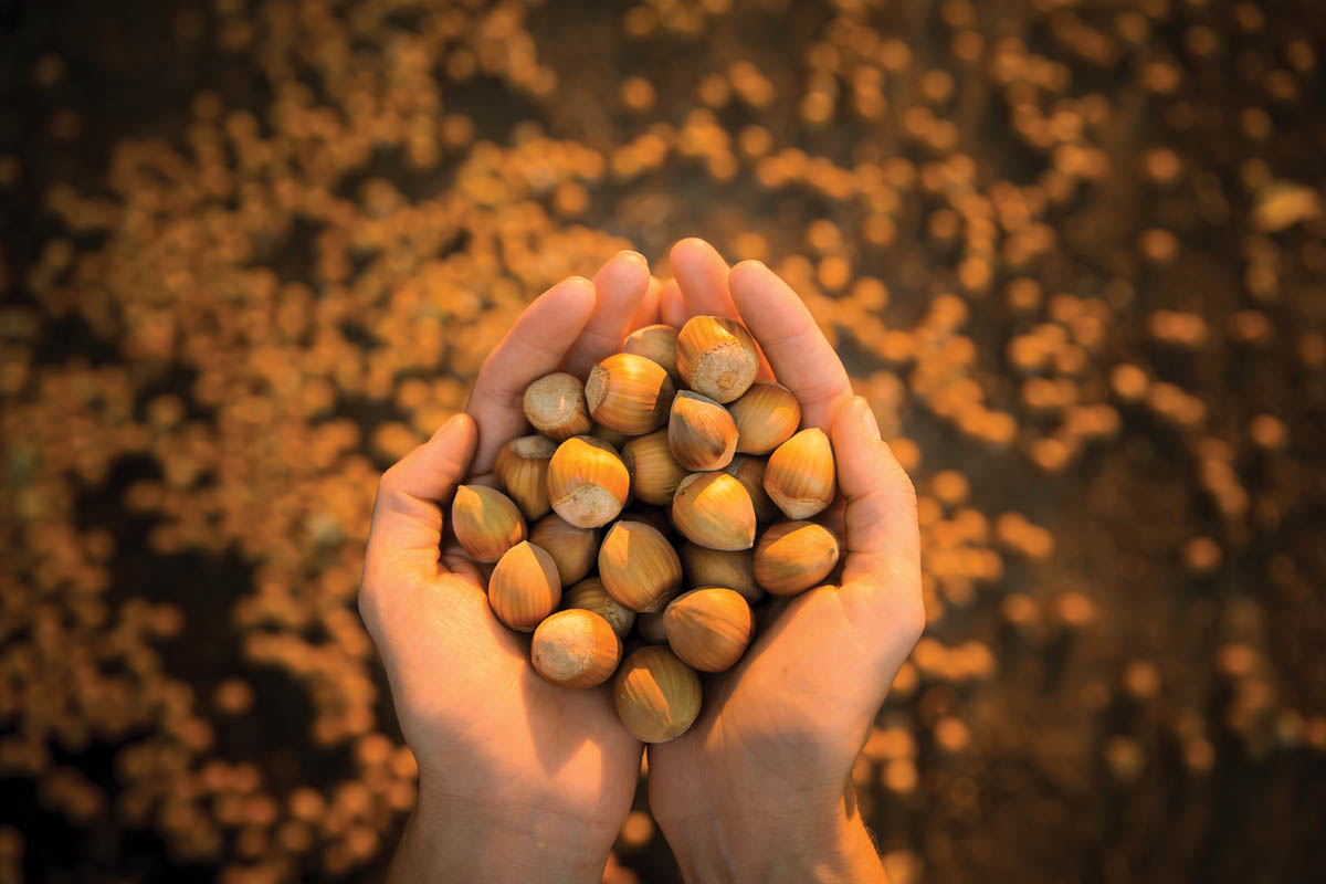 Fall Harvest Oregon Hazelnuts