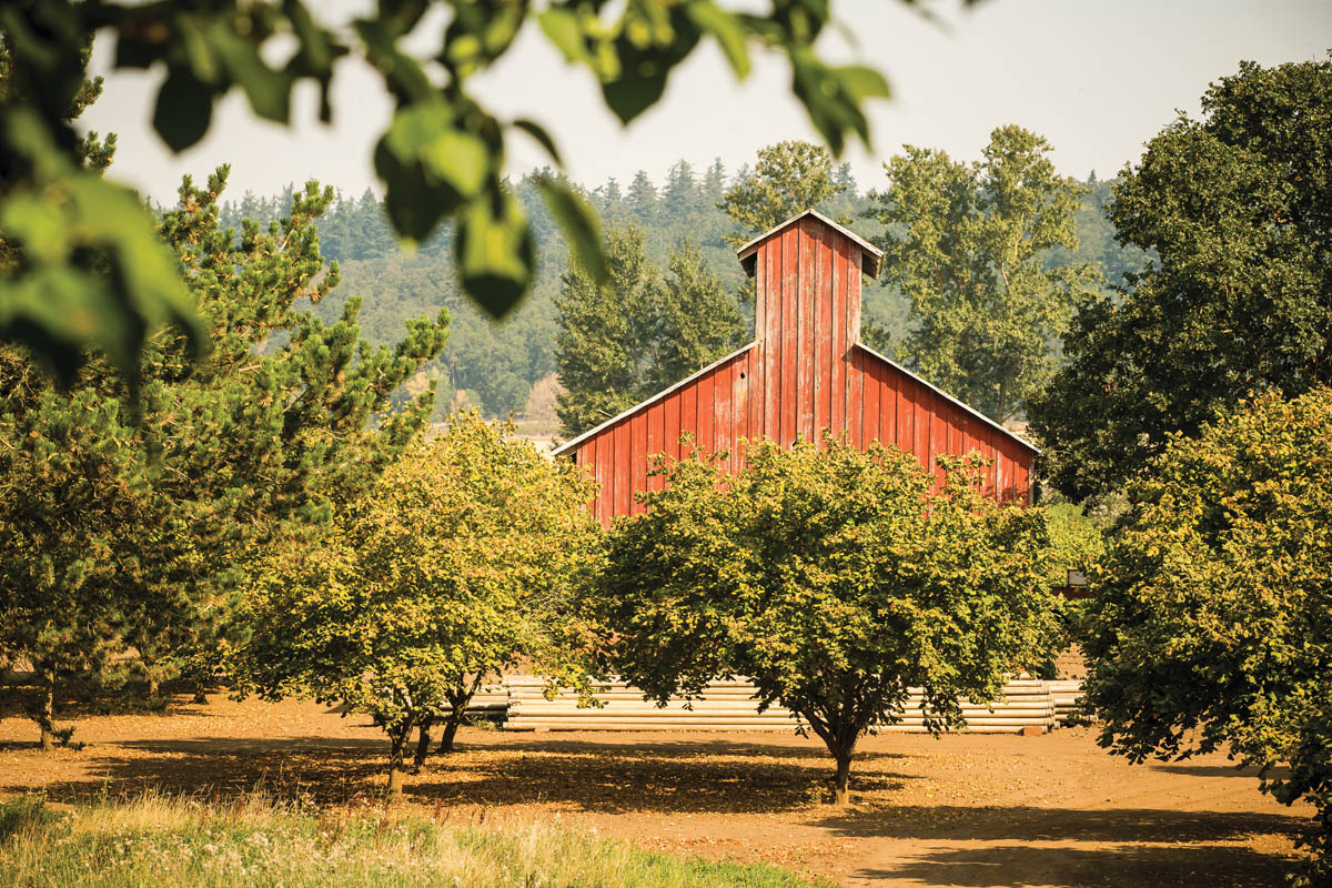 Fall Harvest Oregon Hazelnuts