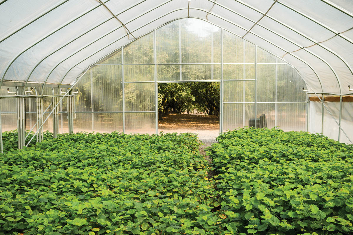 Fall Harvest Oregon Hazelnuts