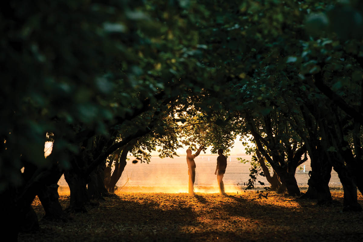 Fall Harvest Oregon Hazelnuts