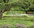 English gardeners such as the renowned 20th century plantswoman Marjory Fish would have felt right at home with the casual plantings in the Williams’ garden, where broad sweeps of foliage — in this case grasses and evergreen Epimedium ‘Frnleiten’— provide a soothing back.ground for exuberant splashes of color. Mature trees, like this venerable magnolia, are pruned to provide visual framing for a focused garden view without blocking the eye from taking in a wider display. Repeated patterns of chartreuse lady’s mantle (Alchemilla mollis), and billowy blue catmint (Nepeta ‘Six Hills Giant’), seen close-up in the right-hand image, unify the garden while providing ample cut flowers.