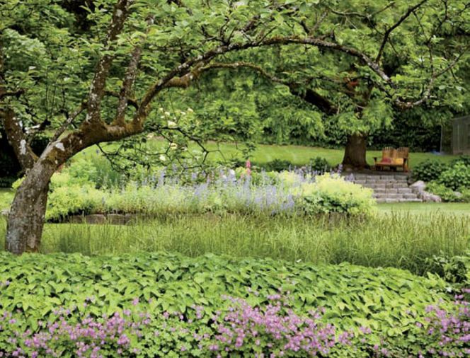 English gardeners such as the renowned 20th century plantswoman Marjory Fish would have felt right at home with the casual plantings in the Williams’ garden, where broad sweeps of foliage — in this case grasses and evergreen Epimedium ‘Frnleiten’— provide a soothing back.ground for exuberant splashes of color. Mature trees, like this venerable magnolia, are pruned to provide visual framing for a focused garden view without blocking the eye from taking in a wider display. Repeated patterns of chartreuse lady’s mantle (Alchemilla mollis), and billowy blue catmint (Nepeta ‘Six Hills Giant’), seen close-up in the right-hand image, unify the garden while providing ample cut flowers.