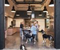 The Browns’ dog Champ surveys the team in the industrial kitchen.