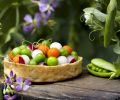 Seasonal harvest from the culinary gardens at Allison Inn’s Jory restaurant.