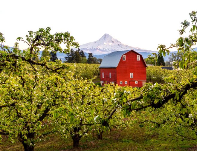 Near a little red barn nestled among the 100 acres of fruit trees in Hood River, Oregon, live Jon and Debra Laraway. The region’s temperate climate of warm days and cool nights, combined with its rich, volcanic ash soil fed by mountain streams and coastal air, is a perfect recipe for Bartlett, Green Anjou, Red Anjou and Bosc pears.