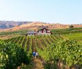 Overlooking the majestic Columbia River, award winning Alexandria Nicole Cellars’ winery and vineyard provides an awe-inspiring backdrop for wine and food enthusiasts.