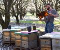 A single frame from a hive can hold up to 14,000 bees.