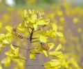 Honey is concentrated nectar, and the flower variety dramatically impacts the flavor of the final honey.