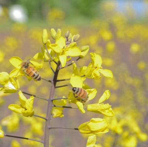 Honey is concentrated nectar, and the flower variety dramatically impacts the flavor of the final honey.