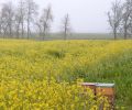 Henry’s choosy about the agricultural fields where he places his hives, only working with farmers he knows and trusts not to spray when the bees are flying.