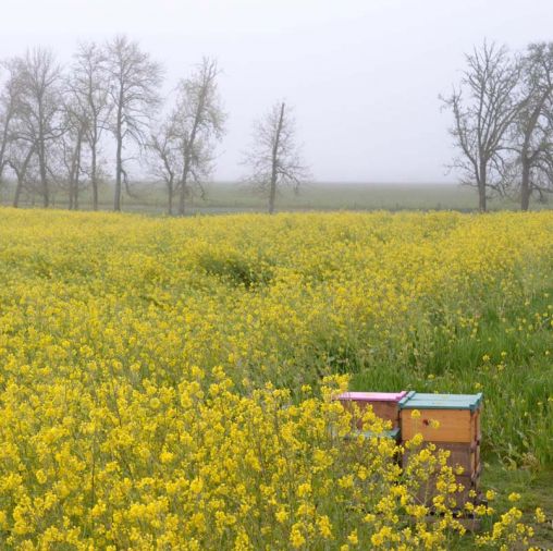 Henry’s choosy about the agricultural fields where he places his hives, only working with farmers he knows and trusts not to spray when the bees are flying.