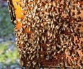 Honey made from bigleaf maple nectar is pungent, intense, and rare.