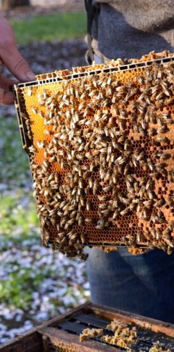 Honey made from bigleaf maple nectar is pungent, intense, and rare.