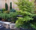 Container plantings add layers of seasonal interest as well as host foundational plants like this Japanese maple.