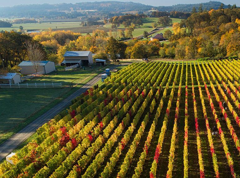 The Northwest’s cool climate, like that of Cristom Vineyards in Oregon’s Willamette Valley, creates a versatile and complex Syrah with spicy and floral notes. Cristom grows its Syrah on the lower slopes of the Estate Vineyards where daytime heat accumulation is high and nights are cold, allowing the Syrah to both ripen and retain its acidity.