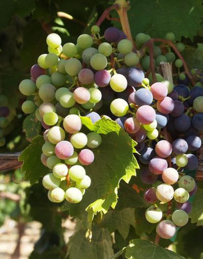 Owen Roe sources its grapes from both Yakima Valley, Washington and Willamette Valley, Oregon.