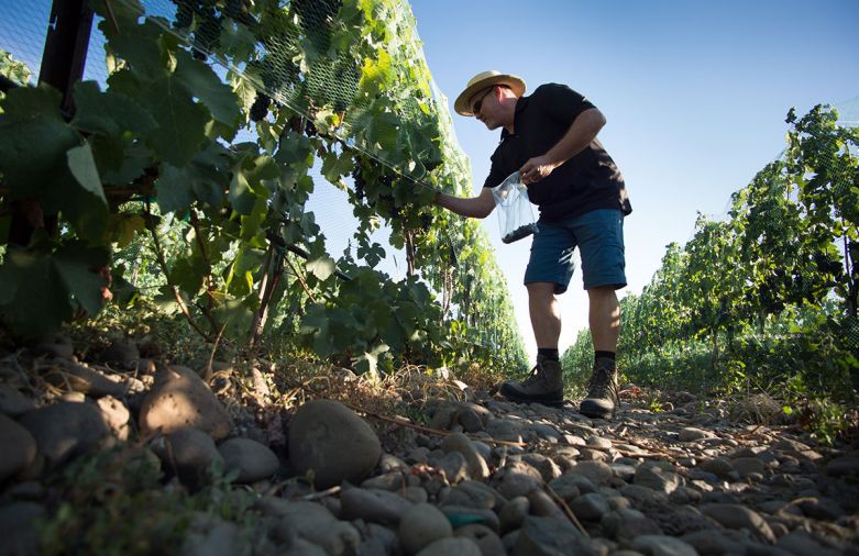 Richard Funk, owner of Saviah Cellars in The Rocks District AVA.