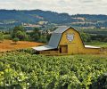 Family-owned Bergstrom Wines distinctive barn near Dundee, Oregon. The winery Biodynamically produces Chardonnay and Pinot Noir from five estate vineyards. Photo © Andrea Johnson