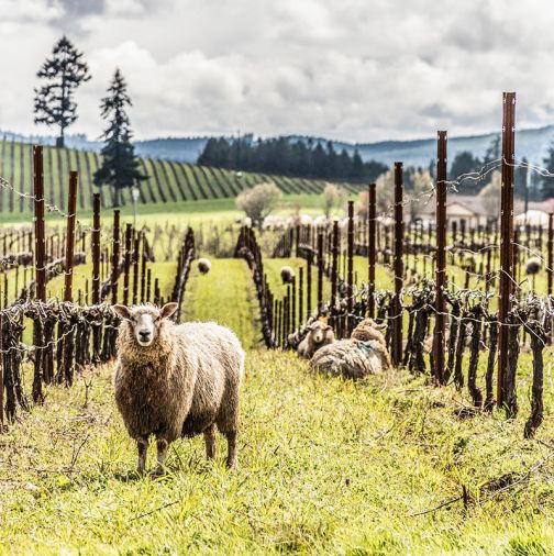 Sheep at home at King Estate, the largest Biodynamic certified vineyard in the US, at 1,000 acres, near Eugene, OR. Photo © Joe King