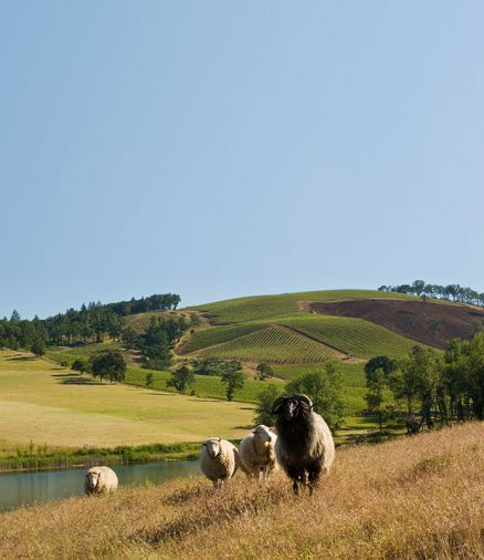 Momtazi Vineyards 532 acres in Willamette Valley have been Biodynamically farmed since their inception in 1997. The biological aspect is practiced throughout organic farming and includes; composting, cover cropping, green manuring, cultivation, companion planting and integration of animals throughout the farm. The dynamic effects are extremely important, they include planning and planting by a calendar (i.e. near and far stars), Biodynamic composting, peppering and radionics, along with homeopathy. Photo © Andrea Johnson