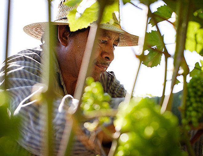 Located west of Portland in the North Willamette Valley, family-owned Cooper Mountain Vineyards has been farming Biodynamically since 1999. Now run by its second generation, the winery has expanded to four vineyards on 125 acres, growing mainstays of Pinot Noir and Chardonnay, as well as smaller varietals. Photo © John Valls