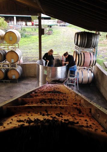 Brick House Vineyard at harvest. Established in 1990, their wines are estate grown on 40 acres of vineyards surrounding the brick house on Ribbon Ridge in Newberg, Oregon. Photo © Andrea Johnson