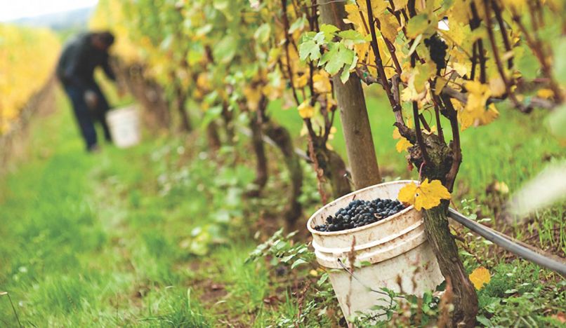 Family owned and operated, Bergstrom Wines 84 acres of estate vineyards in Willamette Valley produce roughly 15,000 cases of premium Pinot Noir and Chardonnay annually. Photo © Carolyn Wells-Kramer