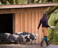 In the case of famed Beaux Freres, the pigs were there first. Owners Michael Etzel and brother-in-law Robert Parker Jr. purchased the 88-acre pig and dairy farm in 1986 and soon after planted Pinot Noir vines in 1988. Truly, the site was a fortuitous precursor for biodynamic winemaking. Photo © Doreen Wynja